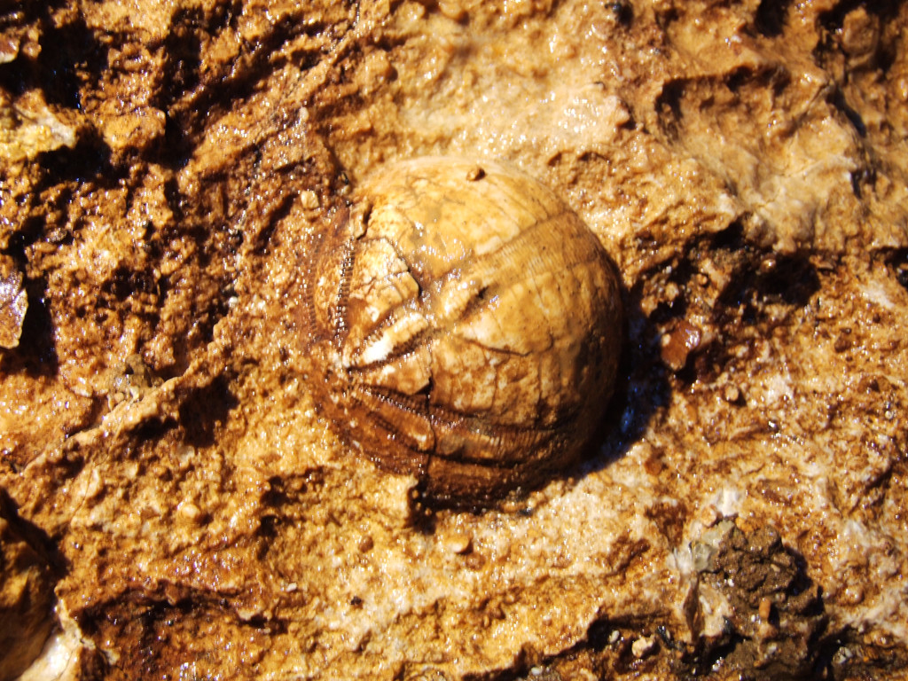 lo spettacolare fossile di riccio presente nel primo pozzetto dello scavo verso la Rana